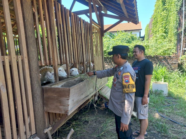 Warga Jemundo Budidaya Kambing Etawa di Pekarangan